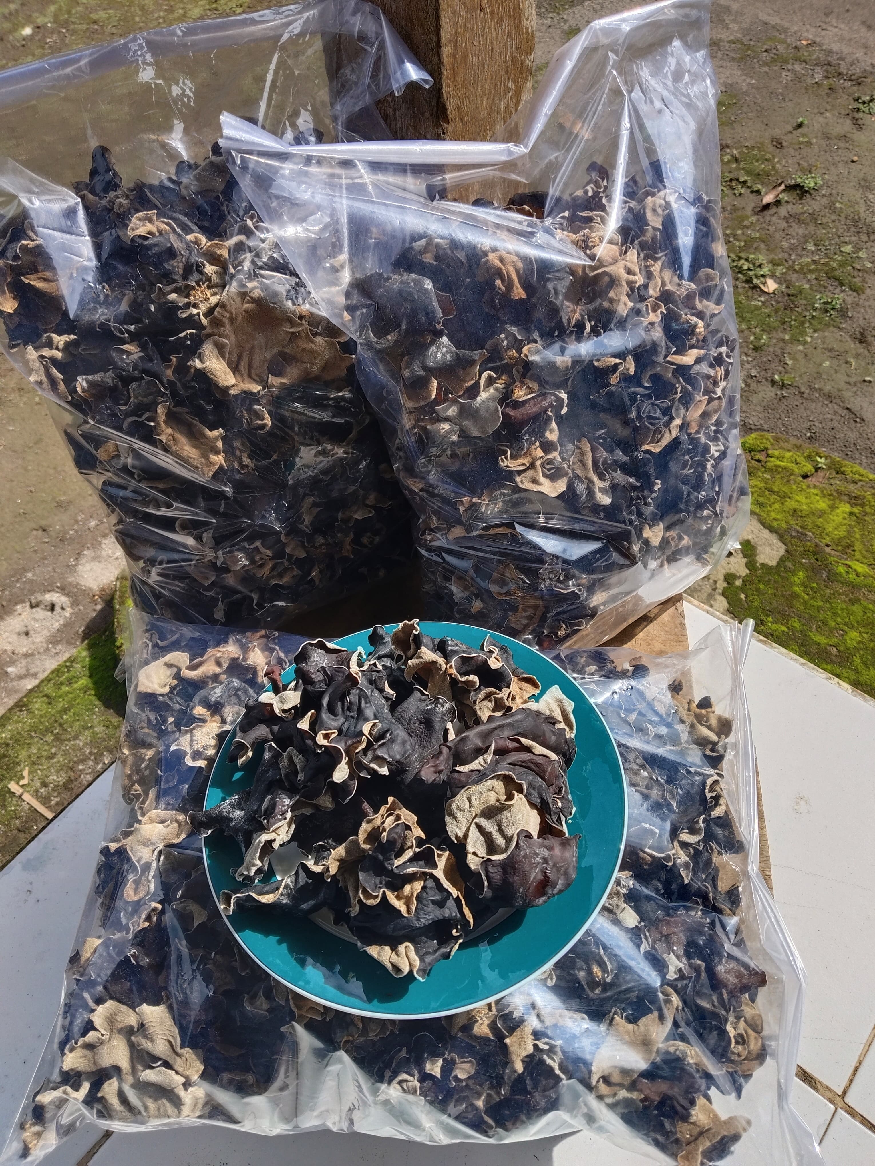 Jamur Kuping Kering - KWT Jamur Kuping Mandiri, Desa Bringin, Srumbung